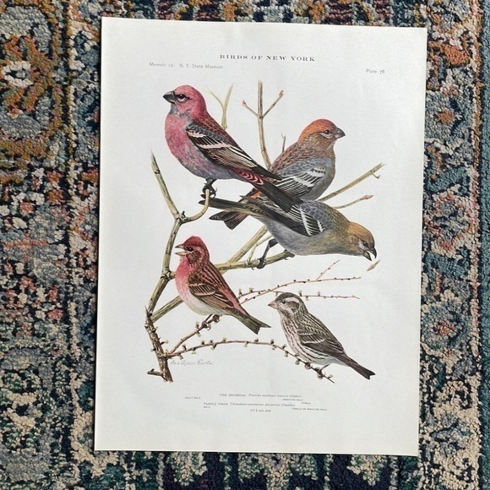 Antique Ornithological Finch Bird Print Original Finch